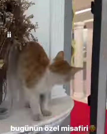Kedi, beyaz dekoratif yüzey üzerinde yivli sütuna doğru ilerliyor