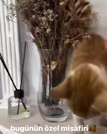Kedi, vazolu niş tablasında klasik sütun detaylarını inceliyor