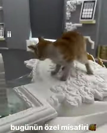 Kedi, yoğun bitkisel kabartmalarla süslenmiş beyaz panel üzerinde yürüyor