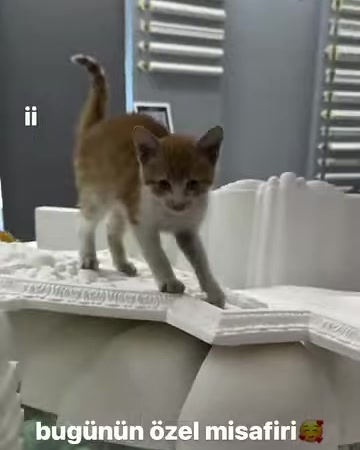 Kedi, işlemeli panel ile dilimli niş parçalarının önünde duruyor