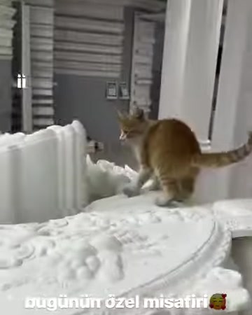 Kedi, farklı niş parçaları ve sütunların bulunduğu sergide ilerliyor